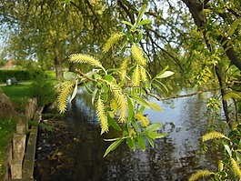 沙柳,老柳,柳絮