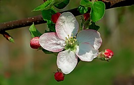春,蘋果,花