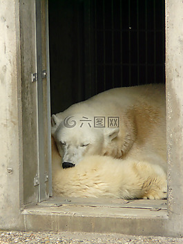 白熊,動(dòng)物園,毛皮