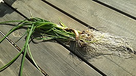 蔬菜,綠色,食品