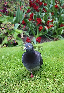 鴿子,公園,鳥