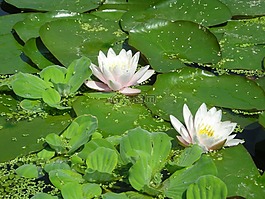 廠,開花,性質(zhì)