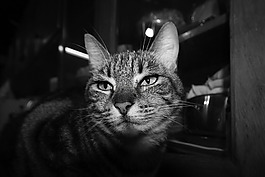 貓,看,胡子