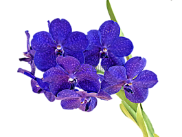 蘭花,花束,花