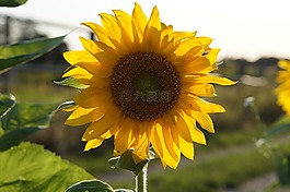 太陽花,太陽,黃色