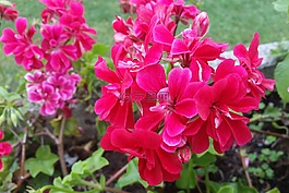 鮮花,紅色,花