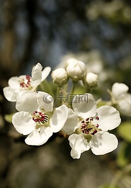 春天,鮮花,蘋果樹