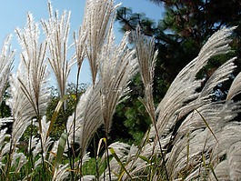 草,性質(zhì),風(fēng)