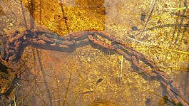 鏈,湖,海底