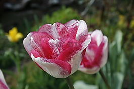 郁金香,春天,白