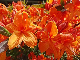 鮮花,盛開,性質(zhì)
