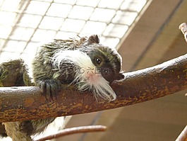 kaiserschnurrbarttamarin,靈長(zhǎng)類動(dòng)物,krallenaffe