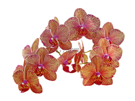 复古的花朵,兰花,花
