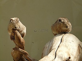 梳手指,gundi,嚙齒動物