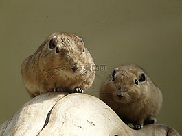 梳手指,gundi,嚙齒動物