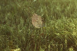 蜘蛛網(wǎng),網(wǎng)絡(luò),自旋
