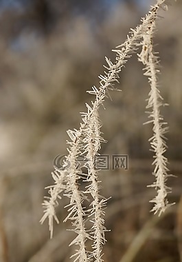 冰柱,樹,白
