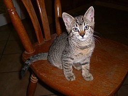猫,小猫,年轻的猫