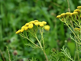 鮮花,tansy,黃色