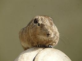 梳手指,gundi,嚙齒動物