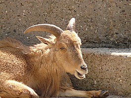 鬃毛斯普林格,aoudad 羊,哺乳動物