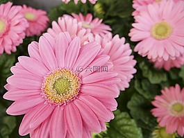 花,植物區(qū)系,自然