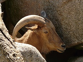 鬃毛斯普林格,aoudad 羊,哺乳動物