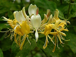 金銀花,花,黃色