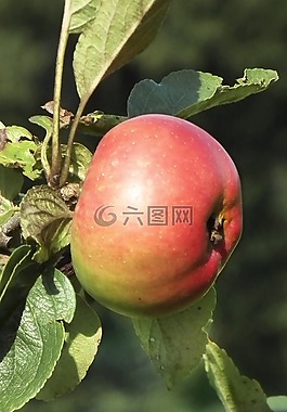 蘋果,紅色,水果