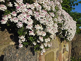 iberis 北美红杉,常绿,开花