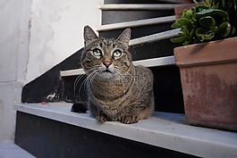 猫,意大利,灰色的猫