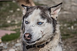 狗,huskey,寵物