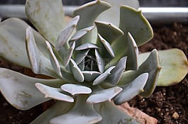 多肉植物,廠,花園