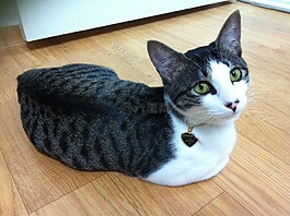 貓,小貓,乒乓乒乓