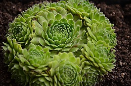 多肉植物,houseleek,廠