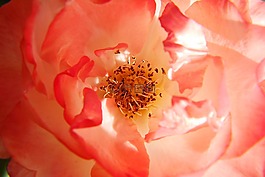花,粉紅色,雌蕊