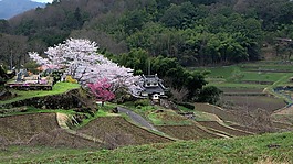 日本,櫻桃,農(nóng)村
