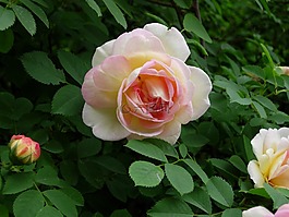 玫瑰,花,玫瑰花朵
