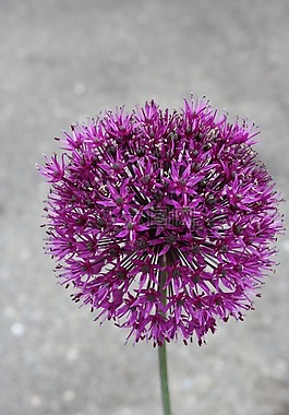 紫色,花,花園