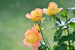 花,自然,植物區(qū)系