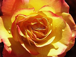 羅莎,花瓣,黃玫瑰