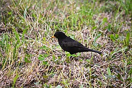 鳥(niǎo),梅爾,動(dòng)物區(qū)系
