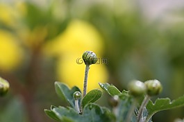 大自然,春天,鮮花