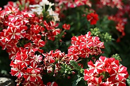 花園,鮮花,夏天