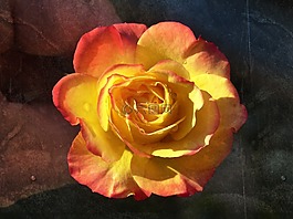 羅莎,花瓣,黃玫瑰