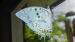 蝴蝶,昆蟲