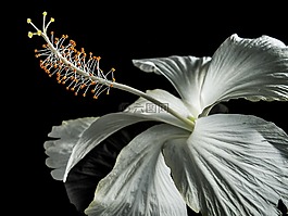 芙蓉,開花,花