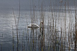 天鵝,湖,寧靜