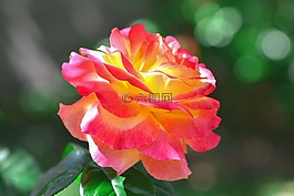 自然,花,植物區(qū)系