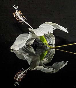芙蓉,開花,花
